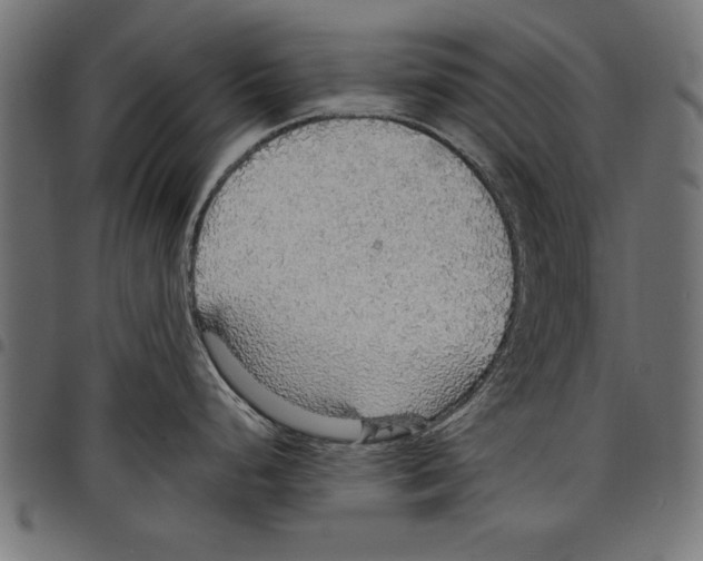 X0000097671248200803281006