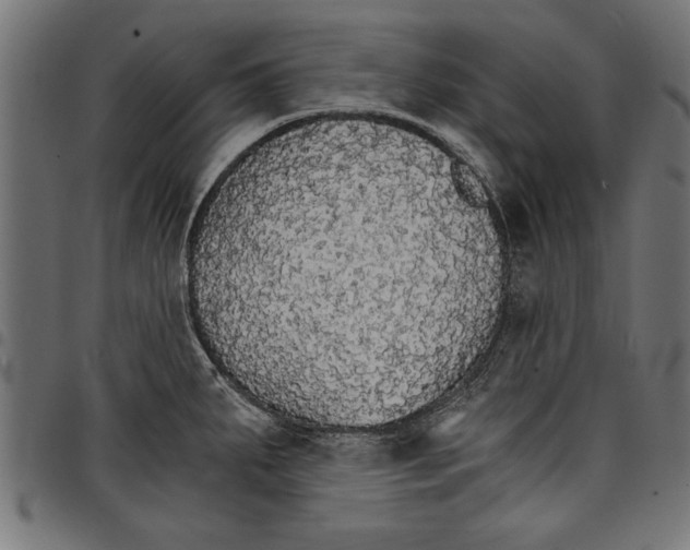 X0000097671287200803281005