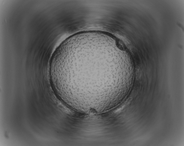 X0000097671374200803281003