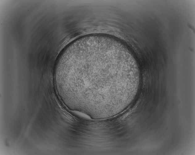X0000097671505200803281001
