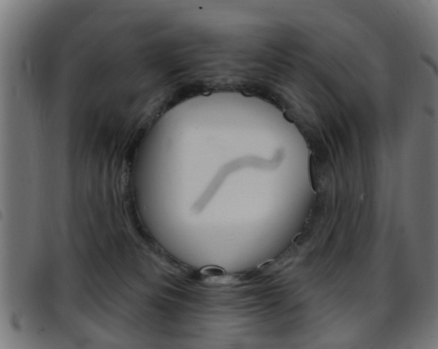 X0000097750133200803070851