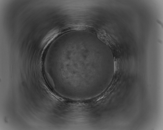 X0000097750243200803071255