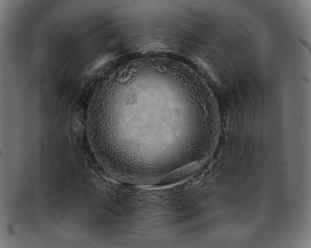 X0000097751063200803071243