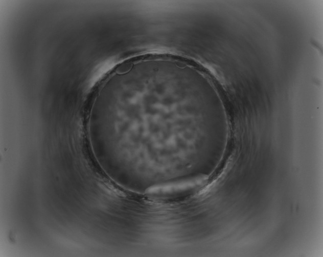 X0000097751263200803071240