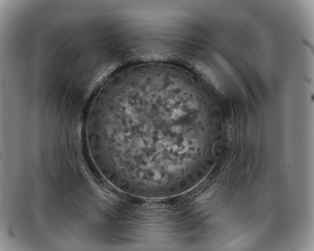 X0000097750491200803141559