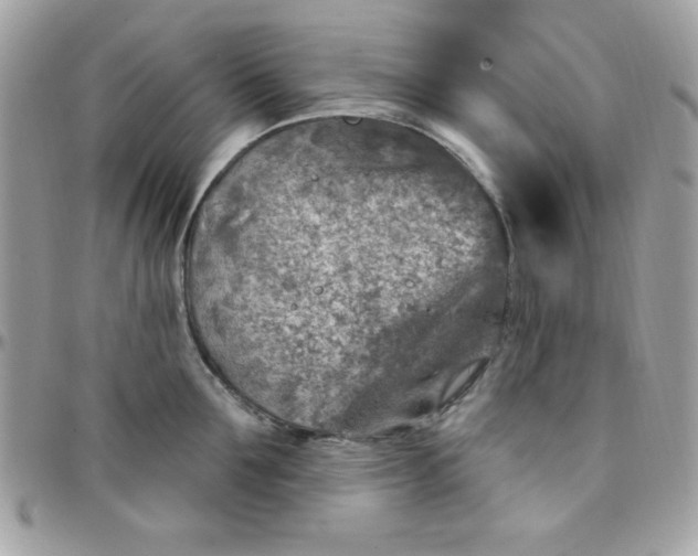 X0000097750907200803211649