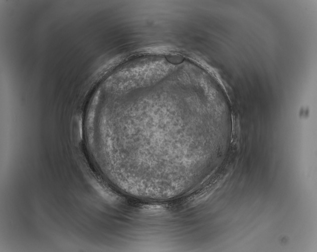 X0000097750061200803281620