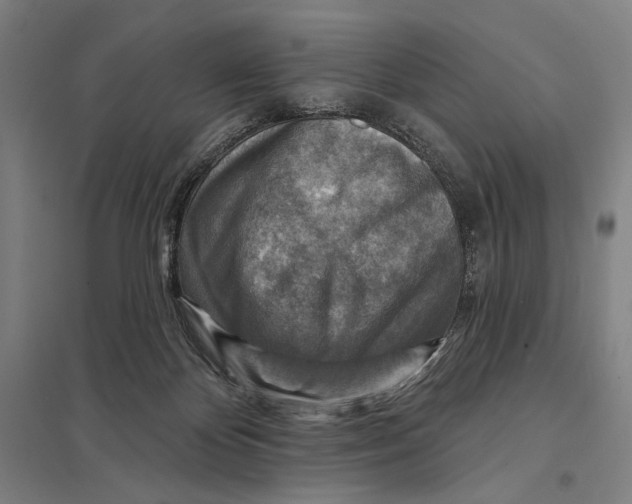 X0000097750124200803281619