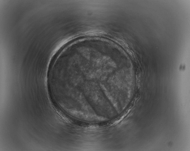 X0000097750196200803281618