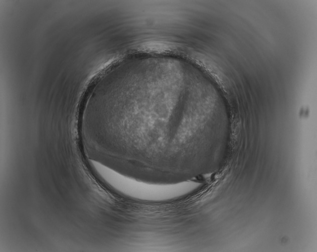 X0000097750399200803281615