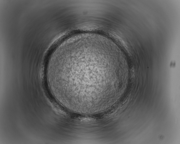 X0000097750400200803281615