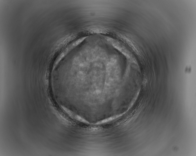 X0000097750402200803281615