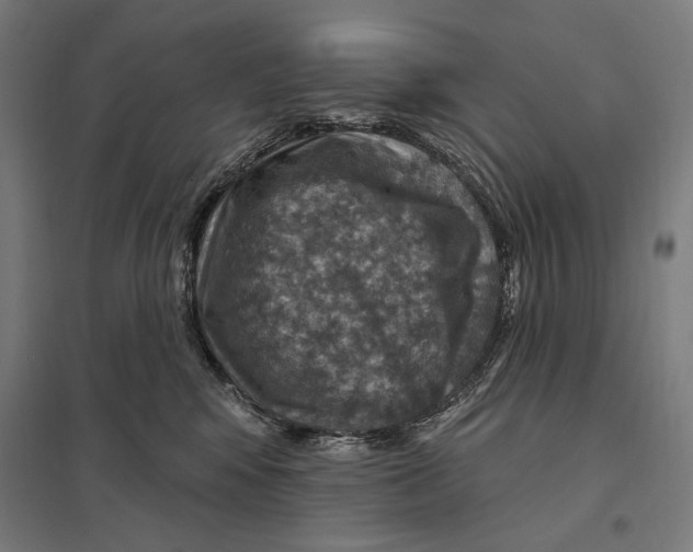 X0000097750424200803281614