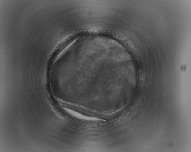 X0000097750496200803281613