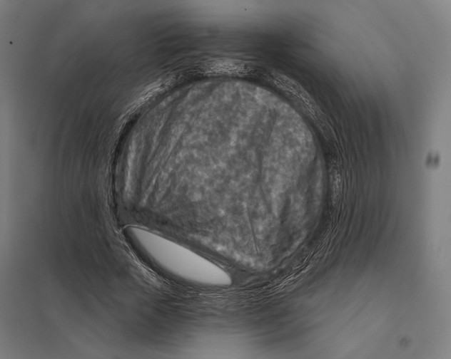 X0000097750729200803281609