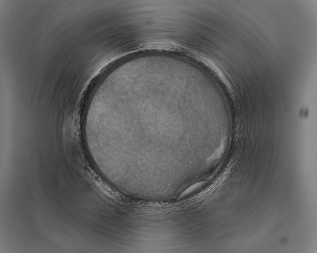 X0000097750923200803281606