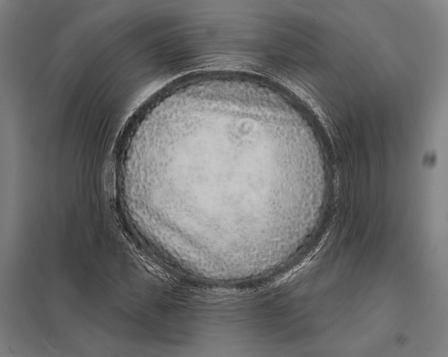 X0000097750925200803281606