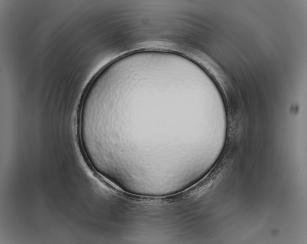 X0000097750999200803281605