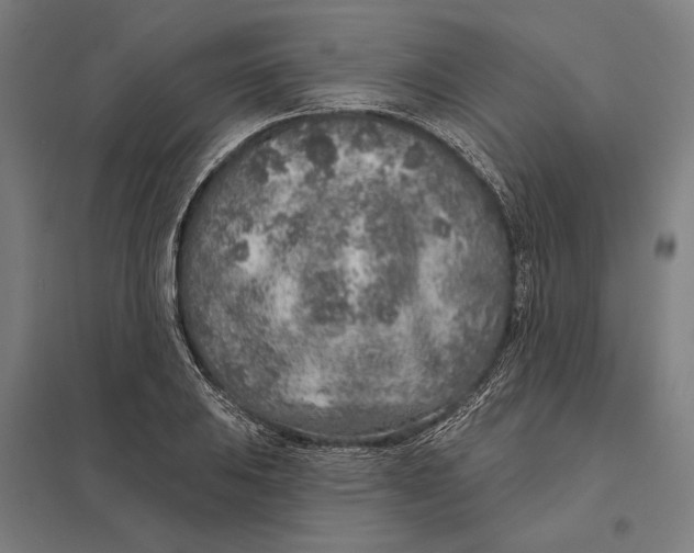 X0000097751031200803281605