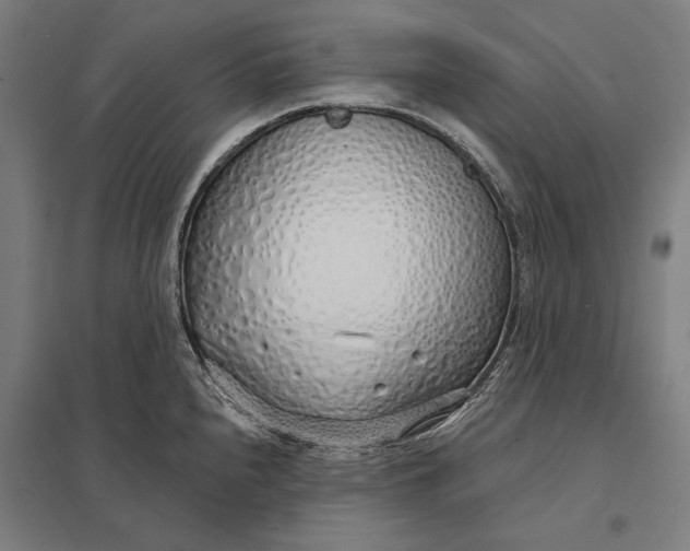 X0000097751240200803281602