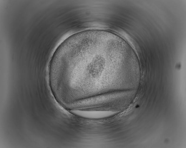 X0000097751243200803281602