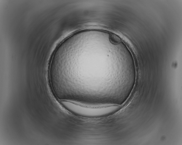 X0000097751333200803281601