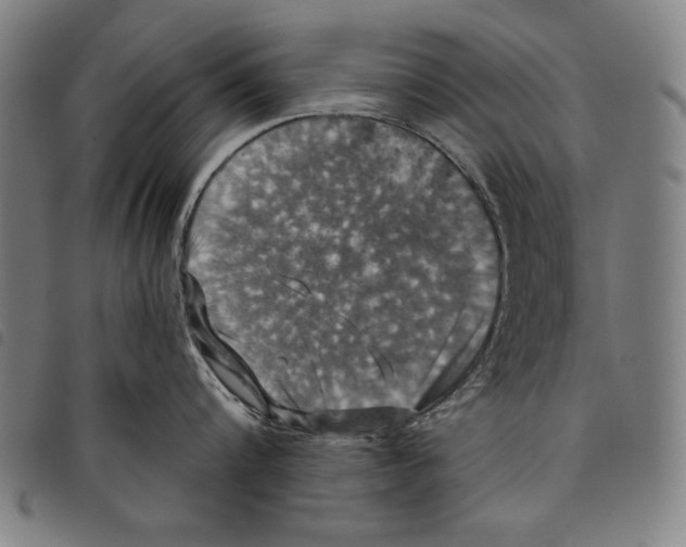 X0000097750816200804041101