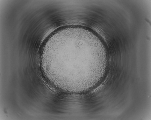 X0000097750925200804041059