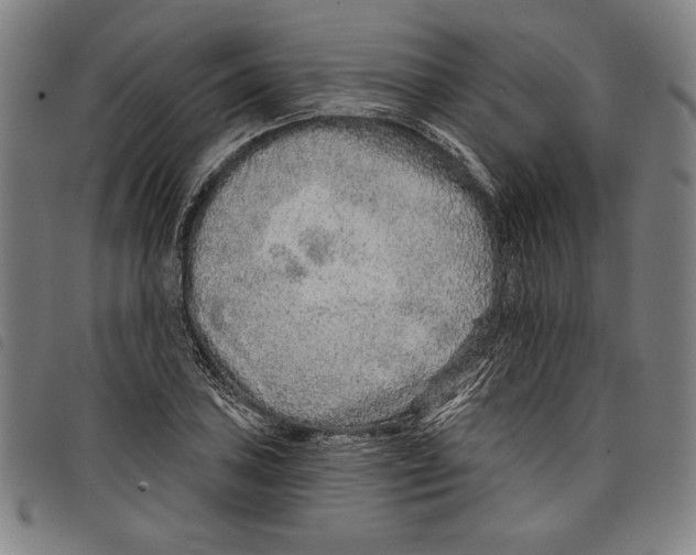 X0000097751027200804041058