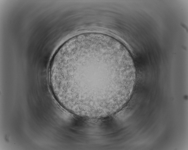 X0000097751514200804041051