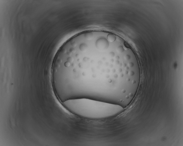 X0000097761239200803070829