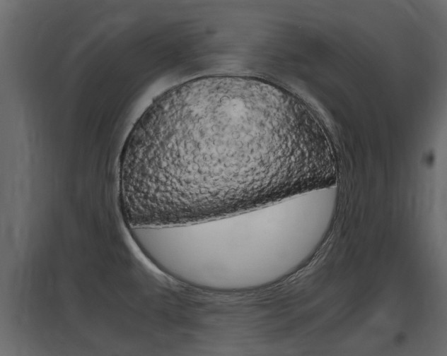 X0000097761479200803070825