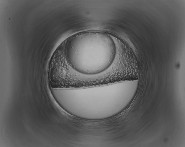 X0000097761483200803070825