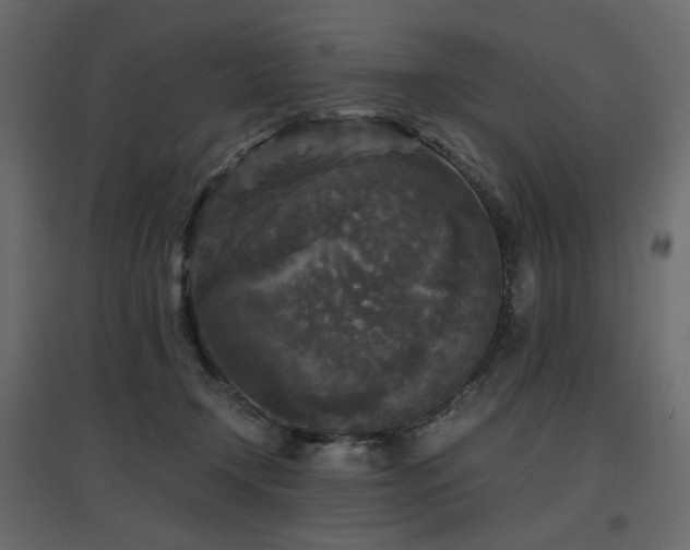 X0000097760366200803071300