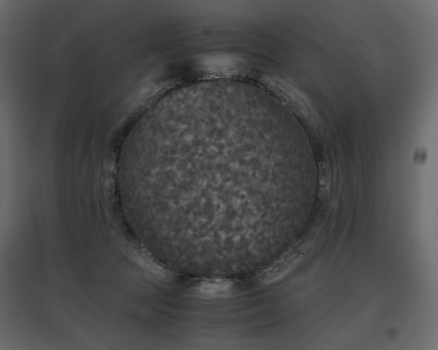 X0000097760369200803071300