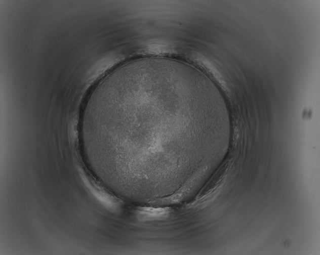 X0000097760443200803071258