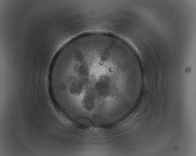 X0000097760487200803071258