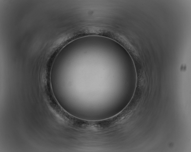 X0000097760683200803071255