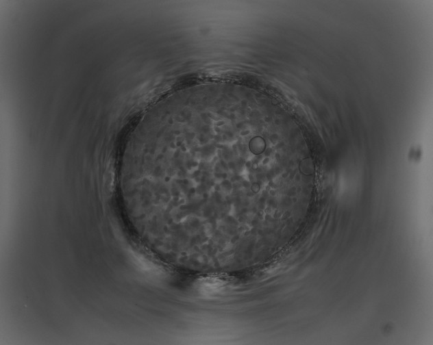 X0000097760703200803071255