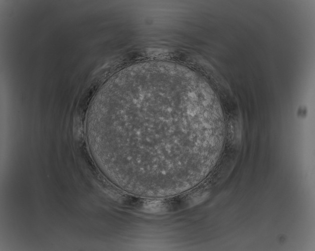 X0000097760705200803071255