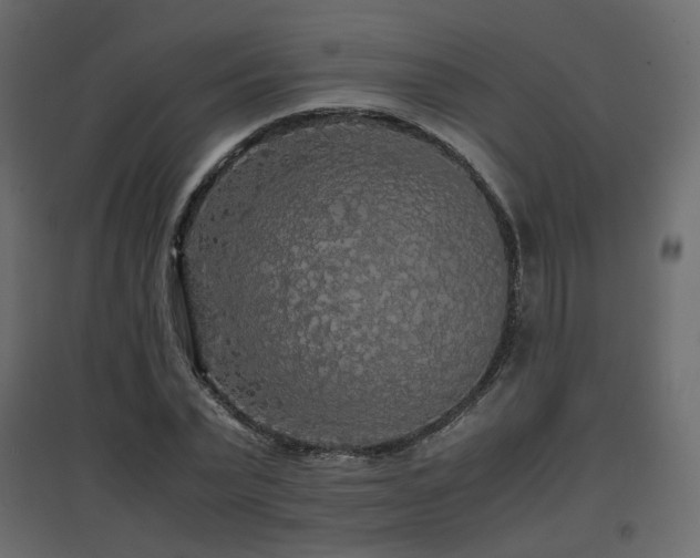 X0000097760783200803071254