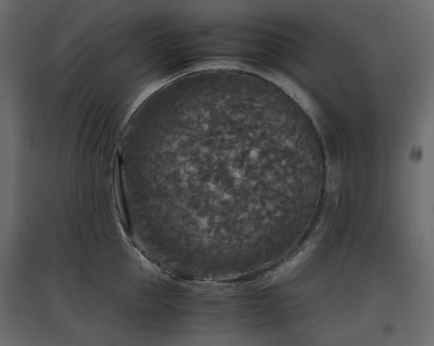 X0000097760953200803071252