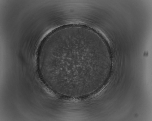 X0000097760975200803071251