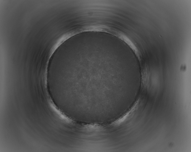 X0000097760994200803071251