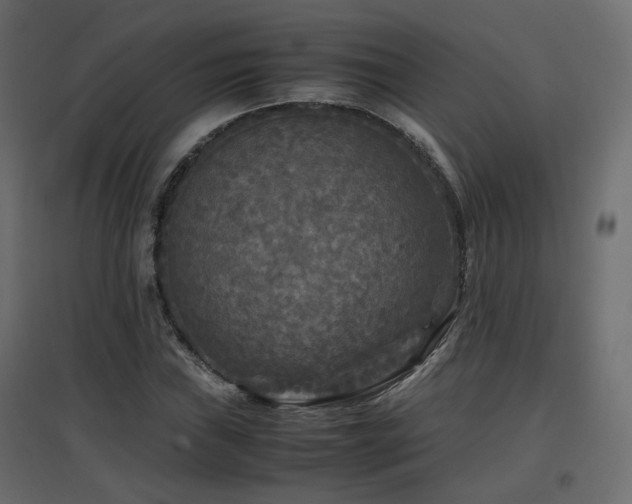 X0000097761019200803071250