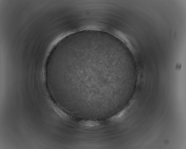 X0000097761027200803071250