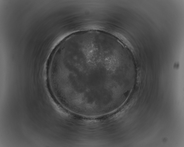 X0000097761031200803071250