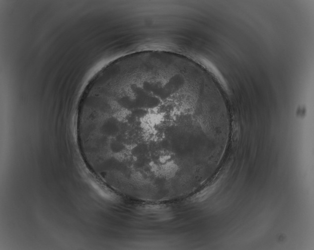 X0000097761035200803071250