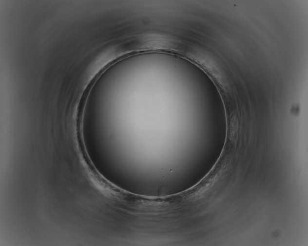 X0000097761039200803071250