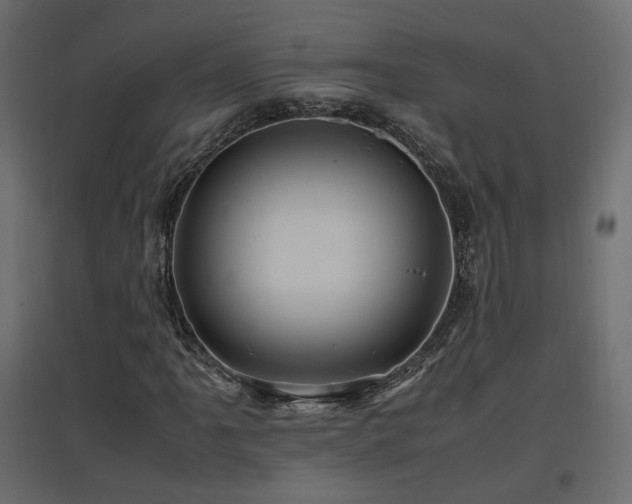 X0000097761061200803071250